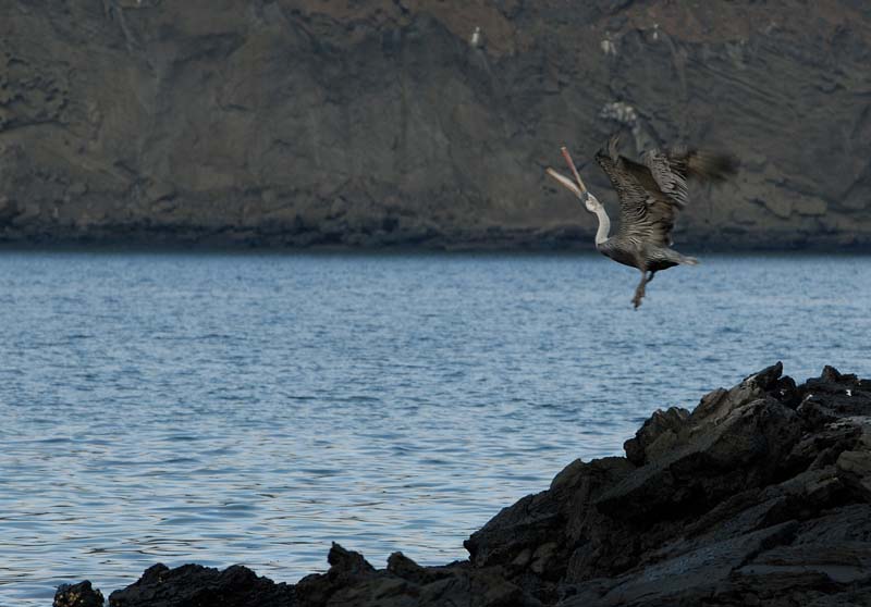 11_1026_GALAPAGOS_BARTOLOME
