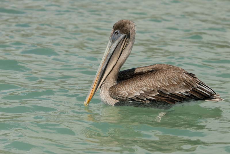 15_3494_GALAPAGOS_SANTA_FE