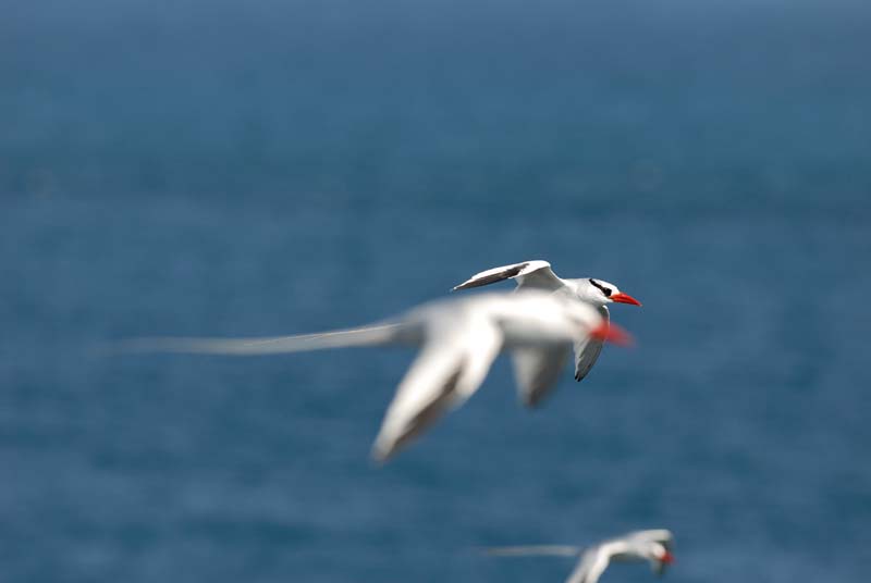 3708_GALAPAGOS_PLAZA_SUD
