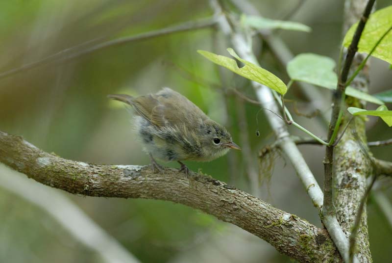 4117_GALAPAGOS_SANTA_CRUZ