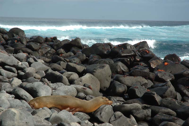 2779_GALAPAGOS_ESPAGNOLA