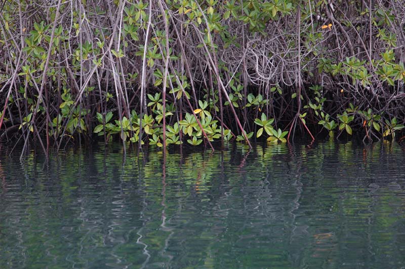 2159_GALAPAGOS_ISABELA