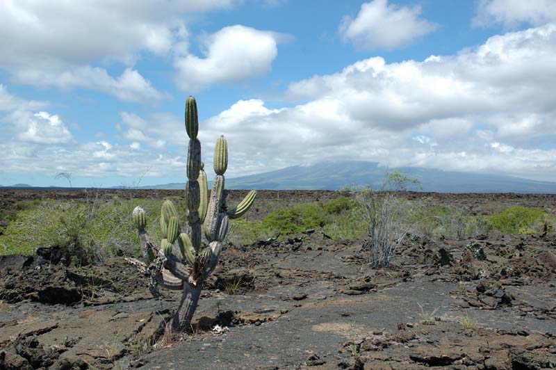 2255_GALAPAGOS_ISABELA