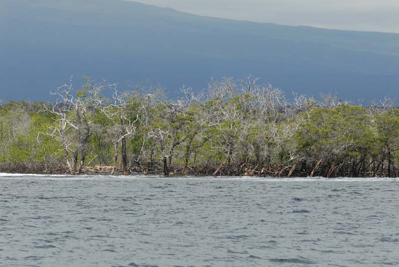 2329_GALAPAGOS_ISABELA