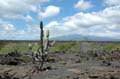 2255_GALAPAGOS_ISABELA